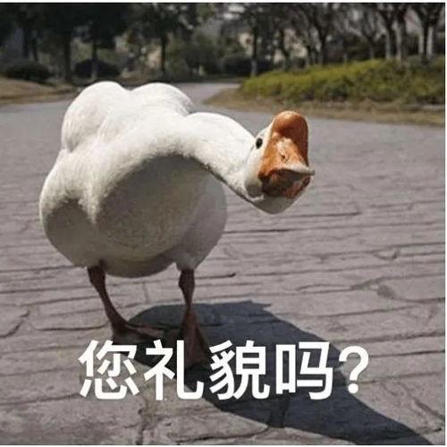 爆料大鹅解说是谁呀最新,爆料大鹅解说背后的神秘人物  第3张 爆料大鹅解说是谁呀最新,爆料大鹅解说背后的神秘人物  第3张