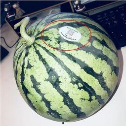 打假网红吃瓜,吃瓜群众如何辨别真伪  第2张 打假网红吃瓜,吃瓜群众如何辨别真伪  第2张