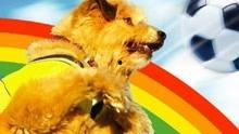 足坛神犬 在线观看,传奇犬只的足球传奇之旅  第2张 足坛神犬 在线观看,传奇犬只的足球传奇之旅  第2张