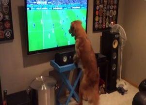 足坛神犬 在线观看,传奇犬只的足球传奇之旅  第3张 足坛神犬 在线观看,传奇犬只的足球传奇之旅  第3张
