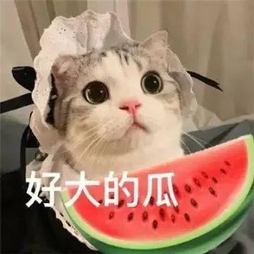 吃瓜逛街的网红,揭秘网红圈生活点滴  第3张 吃瓜逛街的网红,揭秘网红圈生活点滴  第3张