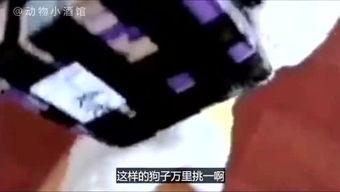 吐槽爆料寒哥的视频大全,笑料百出,真相大白