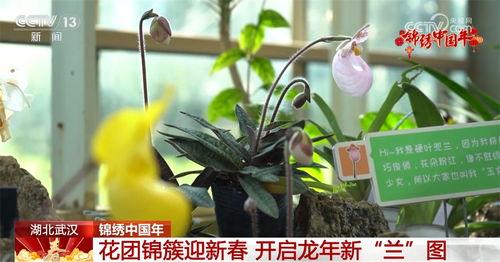龙年新植物爆料视频,揭秘神秘龙年植物家族的绿色传奇  第3张 龙年新植物爆料视频,揭秘神秘龙年植物家族的绿色传奇  第3张
