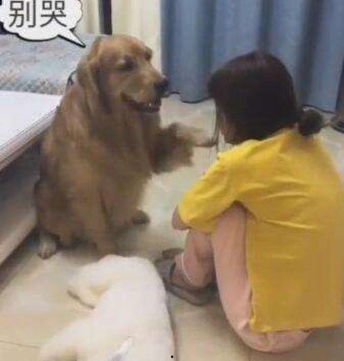 娱乐吃瓜酱小狗安慰,娱乐吃瓜酱的暖心安慰之道  第3张 娱乐吃瓜酱小狗安慰,娱乐吃瓜酱的暖心安慰之道  第3张