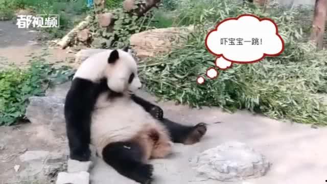 动物最新爆料,揭秘神秘生物生活习性  第2张 动物最新爆料,揭秘神秘生物生活习性  第2张
