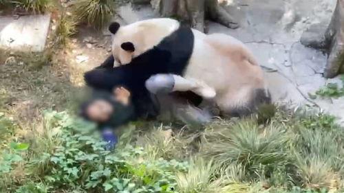 熊猫啤酒爆料是真的吗视频,真相究竟如何?  第2张 熊猫啤酒爆料是真的吗视频,真相究竟如何?  第2张